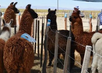 La Intermedia se prepara para la 26° Expo-Feria de Reproductores de Camélidos y Ovinos