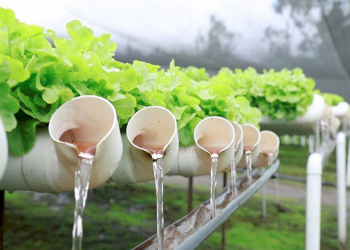 23, 24 y 25 de mayo, Primer Congreso de Hidroponía de Argentina