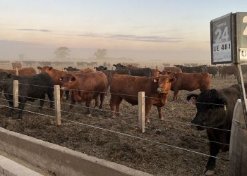 La faena bovina mejoró sus números durante mayo