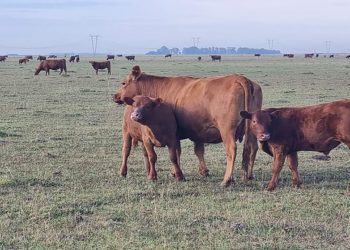 En julio llega a Rosario el 11° Congreso Ganadero