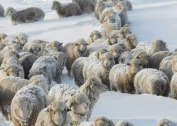 Nevadas ponen en riesgo la producción de animales en el sur del país