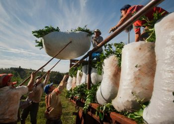 Yerbateros reclamaron por la crítica situación del sector