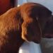 Desaparición de Loan: murió Nerón, uno de los perros que participó de la búsqueda del niño y halló una pista clave