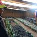 Proyecto “Árbol y Vida” planta 20 mil ejemplares de especies nativas en Santa Catalina