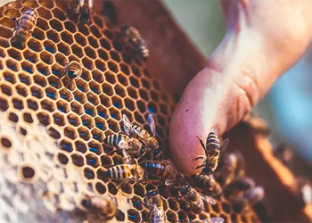 Río Negro fue anfitriona del 2° Encuentro Apícola Federal