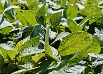 Las perspectivas para la próxima campaña de soja