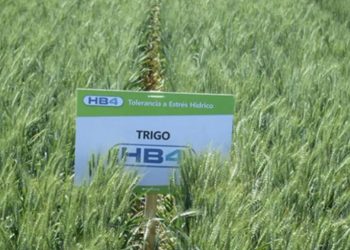 Estados Unidos autorizó el cultivo del trigo transgénico modificado genéticamente en Argentina