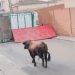 Trágico: se escapó un toro, mató a un jubilado y dejó tres personas heridas en la calle