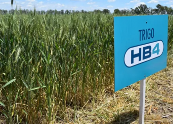 La comercialización del trigo transgénico de Bioceres en Estados Unidos demorará "no menos de dos años"