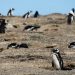 Condenaron a tres años de cárcel al empresario que aplastó con una topadora a pingüinos en Punta Tombo