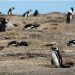Se conoce el veredicto contra el ganadero que usó una topadora en Punta Tombo: así está hoy la pingüinera