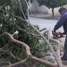 La Dirección de Espacios Verdes realiza trabajos tras la caída de árboles en la ciudad