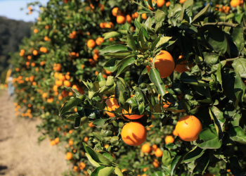 Ledesma aumentó un 24% su producción de frutas, en una campaña récord