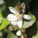 El 60% del rendimiento de los cítricos depende de la polinización de abejas y otros insectos
