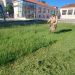 Comenzó el desmalezamiento de edificios escolares de cara al nuevo ciclo lectivo
