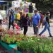 Ciclo de talleres y espectáculo musical durante la Flor Más Bella en la ciudad