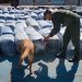 Golpe millonario al contrabando en Córdoba: hallaron 7 mil kilos de hojas de coca en un camión