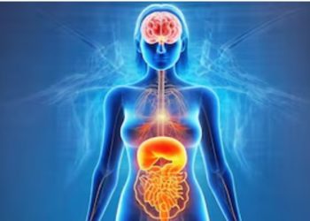 Descubren un “sexto sentido” que conecta al intestino con el cerebro y puede impactar en el apetito