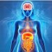 Descubren un “sexto sentido” que conecta al intestino con el cerebro y puede impactar en el apetito