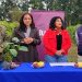 Jujuy impulsa el desarrollo de cuencas de frutas tropicales con foco en el maracuyá