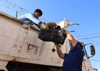 Dengue: Salud reforzó el descacharrado en más de 100 barrios de la capital jujeña