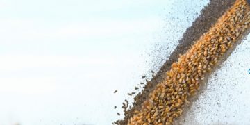 El ingreso de divisas del agro se desplomó en agosto, aunque sigue por encima de 2024