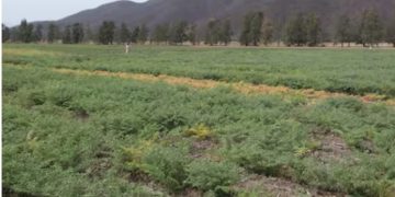 “Puede ser cualquier cosa”: incertidumbre por un decreto de Milei sobre la cesión de tierras del INTA