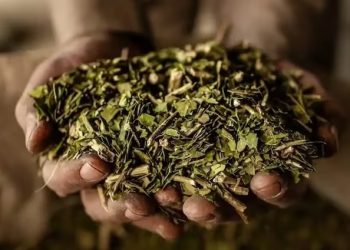 Impulsan la expansión global de la yerba mate