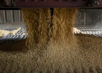 La soja continuó su rally alcista en Chicago y ganó $10.000 por tonelada en Rosario