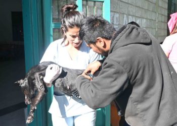 Zoonosis Municipal continúa con su cronograma de castraciones y vacunaciones