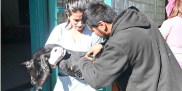 Zoonosis Municipal continúa con su cronograma de castraciones y vacunaciones