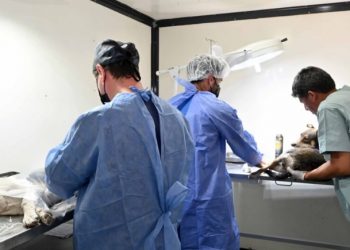 Cronograma semanal de castraciones, vacunación y registro de mascotas en la capital jujeña
