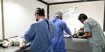 Cronograma semanal de castraciones, vacunación y registro de mascotas en la capital jujeña