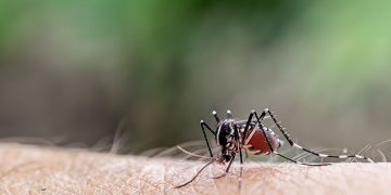 PAMI lanzó una campaña de prevención del dengue y fiebre amarilla