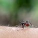 PAMI lanzó una campaña de prevención del dengue y fiebre amarilla