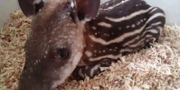 Rescataron un ejemplar de tapir en la zona de Ledesma
