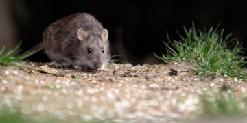 Alerta por hantavirus: cómo prevenir el contagio de esta enfermedad que ya mató a cinco personas en Salta
