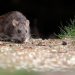Alerta por hantavirus: cómo prevenir el contagio de esta enfermedad que ya mató a cinco personas en Salta