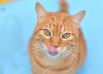 Detectan en Uruguay un hongo de origen brasileño que se transmite de gatos a humanos