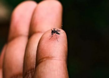 Alerta por aumento de casos sospechosos de fiebre Chikungunya en el país