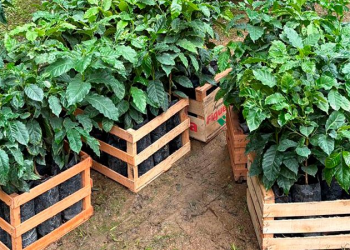 Jujuy impulsa el cultivo de café con plantines tucumanos y apuesta a diversificar la producción