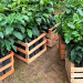 Jujuy impulsa el cultivo de café con plantines tucumanos y apuesta a diversificar la producción
