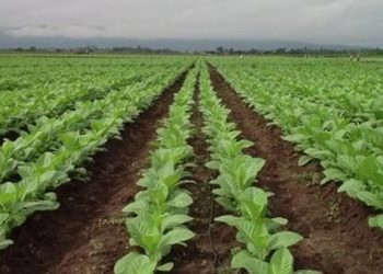 Beneficio para pequeños productores tabacaleros