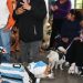 Semana del Animal: Gran convocatoria en el CIC Alberdi