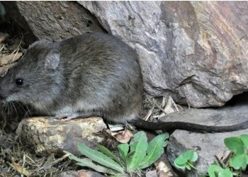 Córdoba: se reporta un fallecimiento por leptospirosis y se refuerzan medidas sanitarias