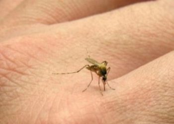 Aumento de casos de chikungunya en Argentina: 433 confirmados hasta ahora