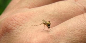 Aumento de casos de chikungunya en Argentina: 433 confirmados hasta ahora