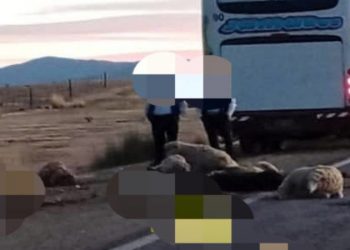 Colectivo embistió a un rebaño de ovejas en La Quiaca