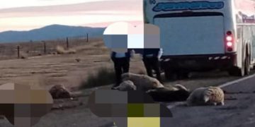 Colectivo embistió a un rebaño de ovejas en La Quiaca