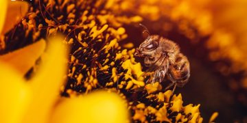 El rol clave de la apicultura para la biodiversidad, la nutrición y el desarrollo rural